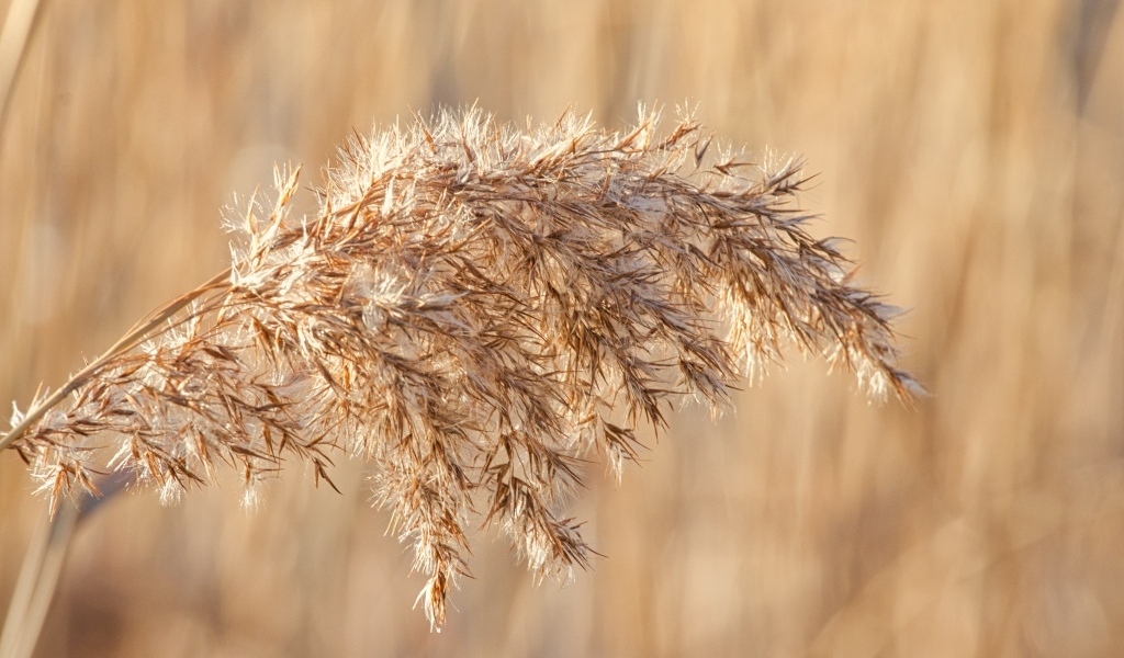 Колос растения в лучах солнца