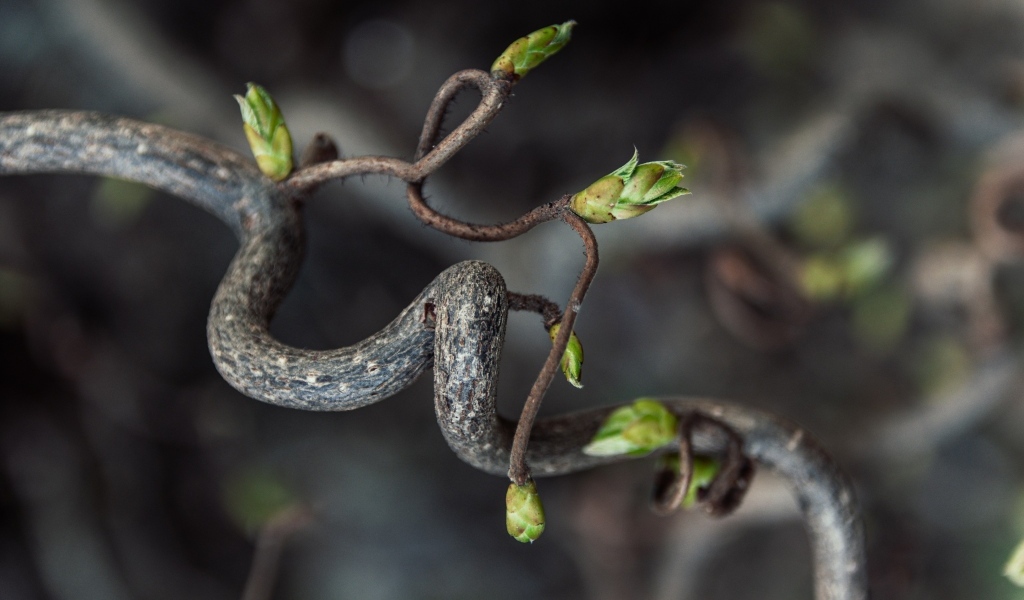 Спиральная ветка дерева с зелеными ростками
