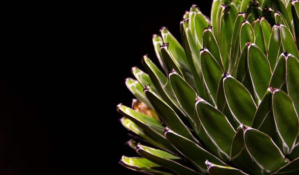 Сочный зеленый кактус на черном фоне
