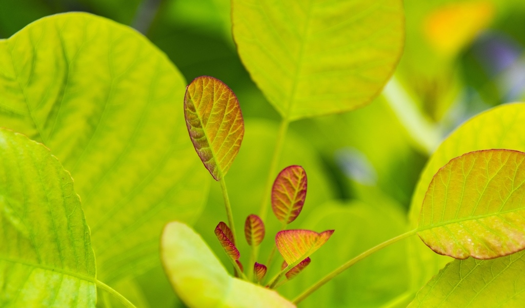 Нежные молодые зеленые листья