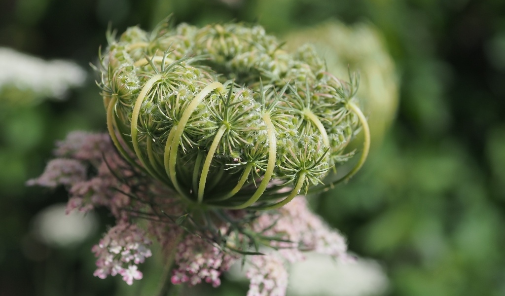 Зонтик полевого растения крупным планом