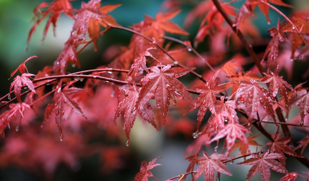 Мокрые красные листья клена