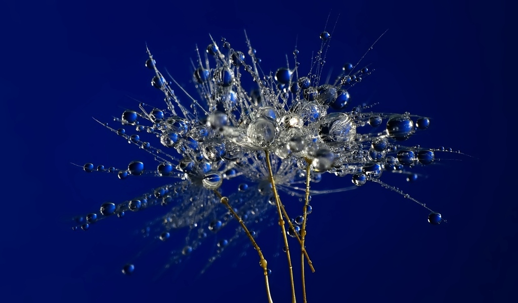 Мокрые остатки одуванчика на синем фоне