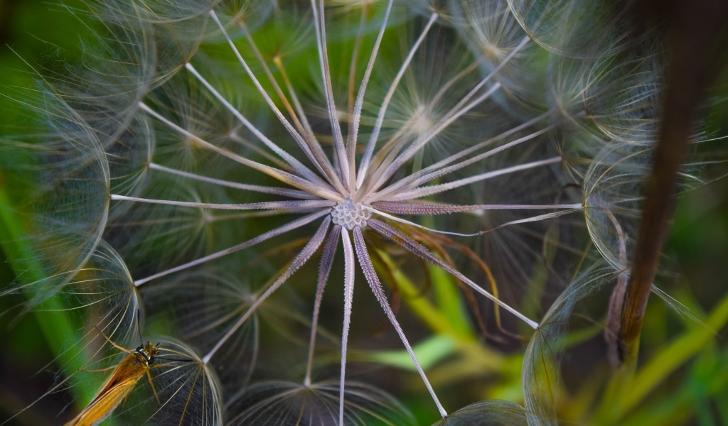 Белый одуванчик с насекомым