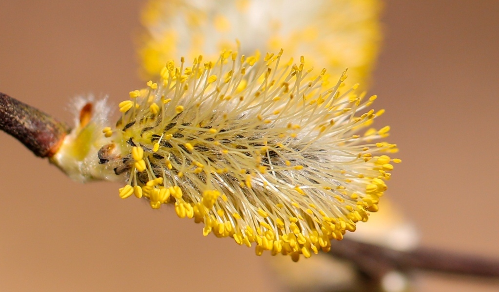 Распускается ива на дереве весной