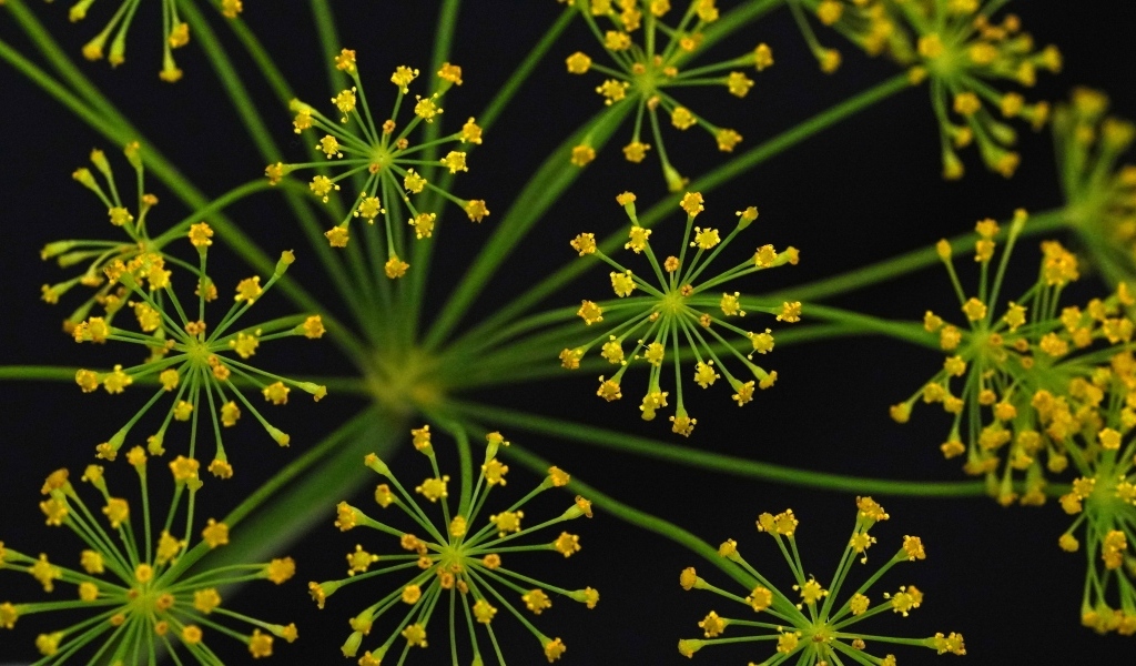 Желтый зонтик укропа крупным планом