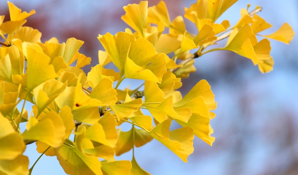 Желтые листья гинкго на ветке