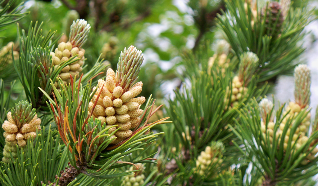 Молодые шишки на ветках сосны