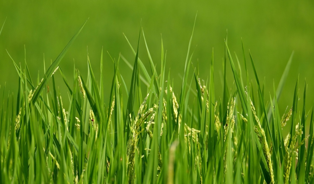 Молодая зеленая трава с колосками