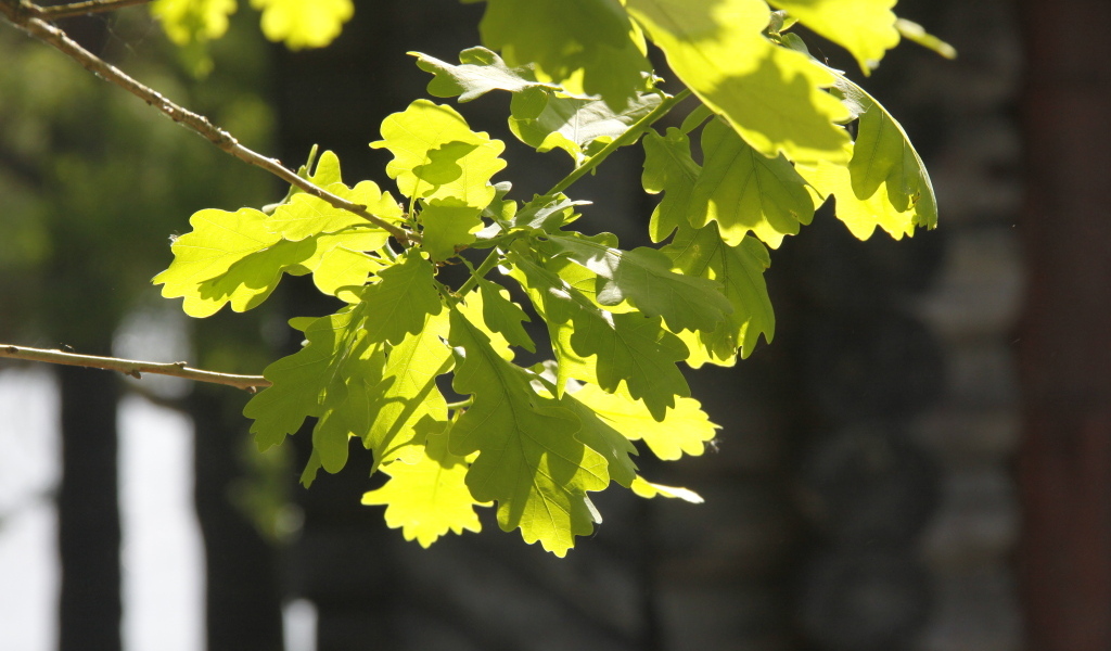 Молодые зеленые листья дуба в лучах солнца