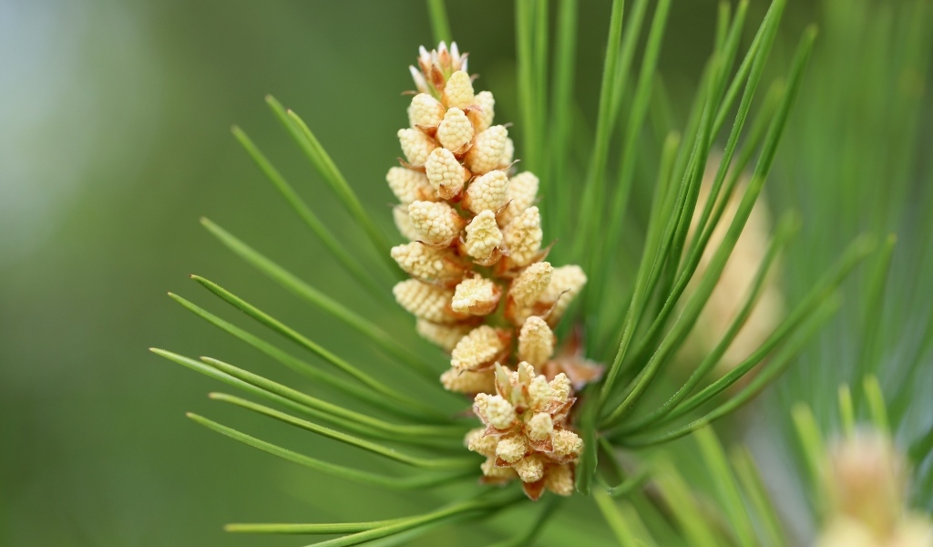 Молодая шишка на зеленой ветке сосны