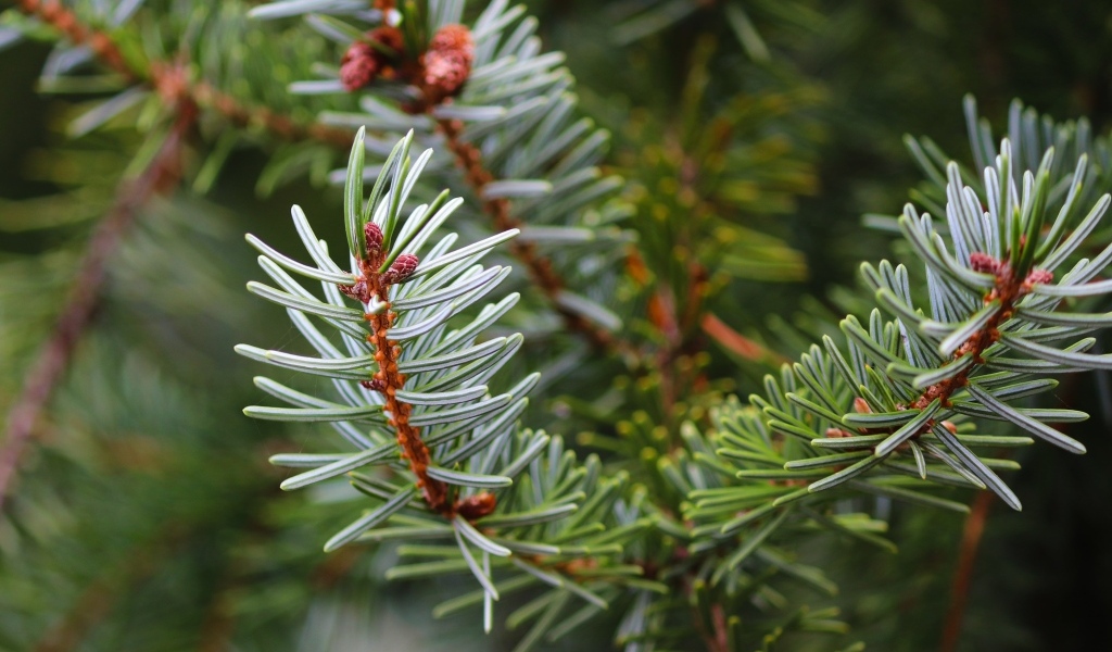 Колючая зеленая еловая ветка