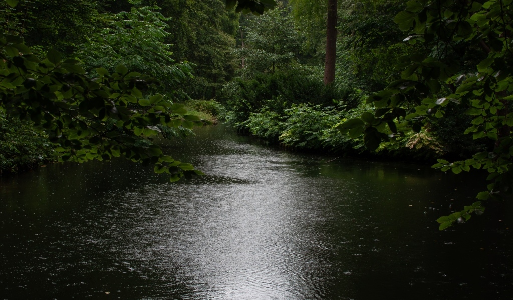 Лесное озеро под дождем летом