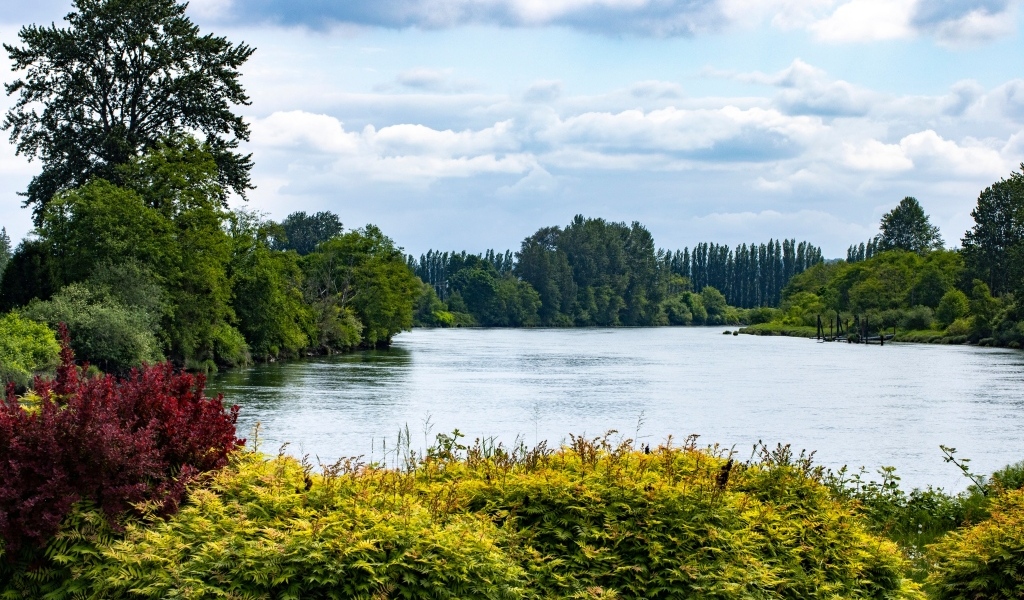 Тихая вода озера у парка летом