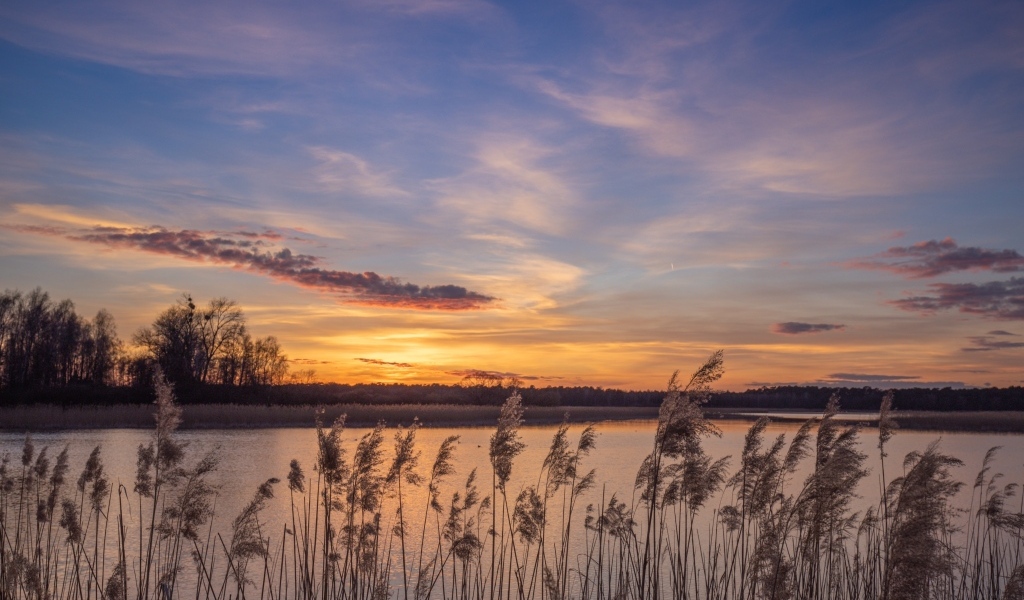 Камыши на берегу озера на рассвете