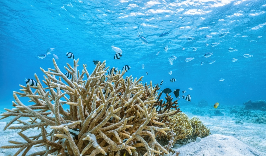 Кораллы под водой в море