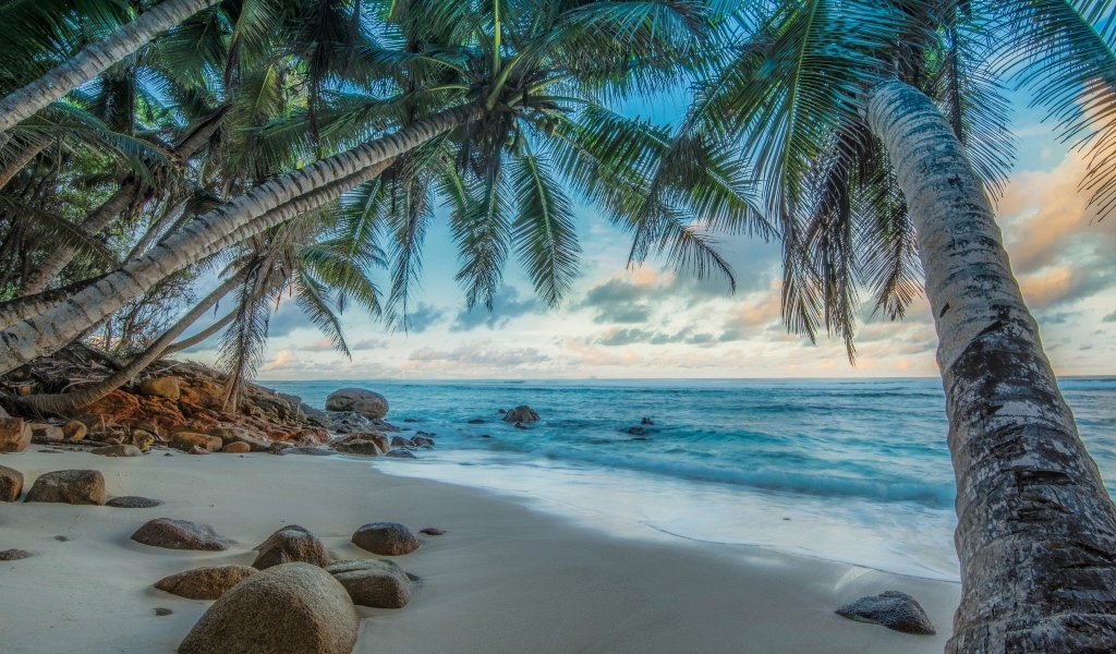 Высокие пальмы на тропическом острове  у моря