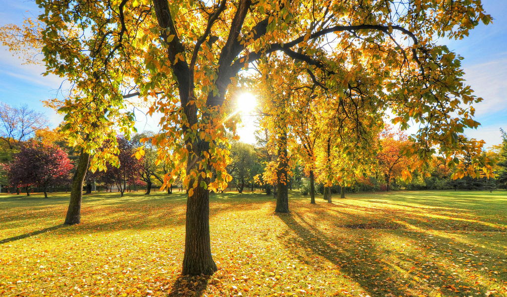 Солнце освещает деревья в осеннем парке