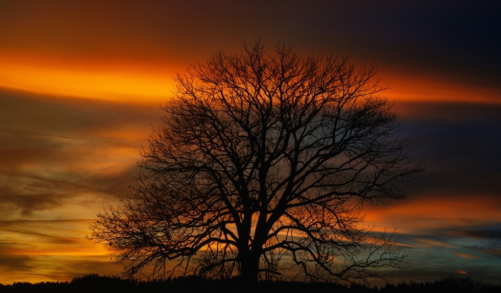 Опавшее дерево стоит на фоне неба на закате