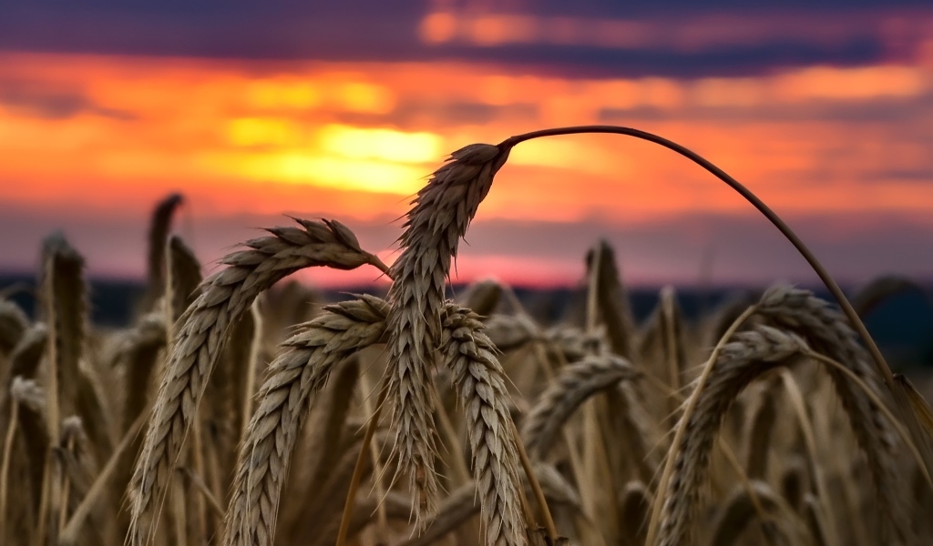 Колосья спелой пшеницы на закате солнца на поле