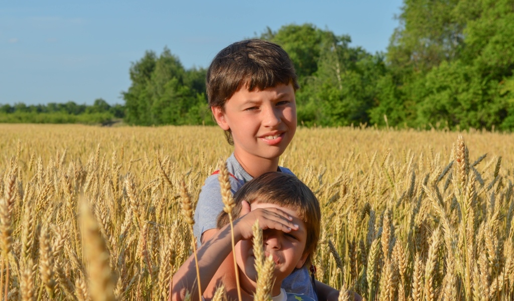 Маленькие дети на поле пшеницы