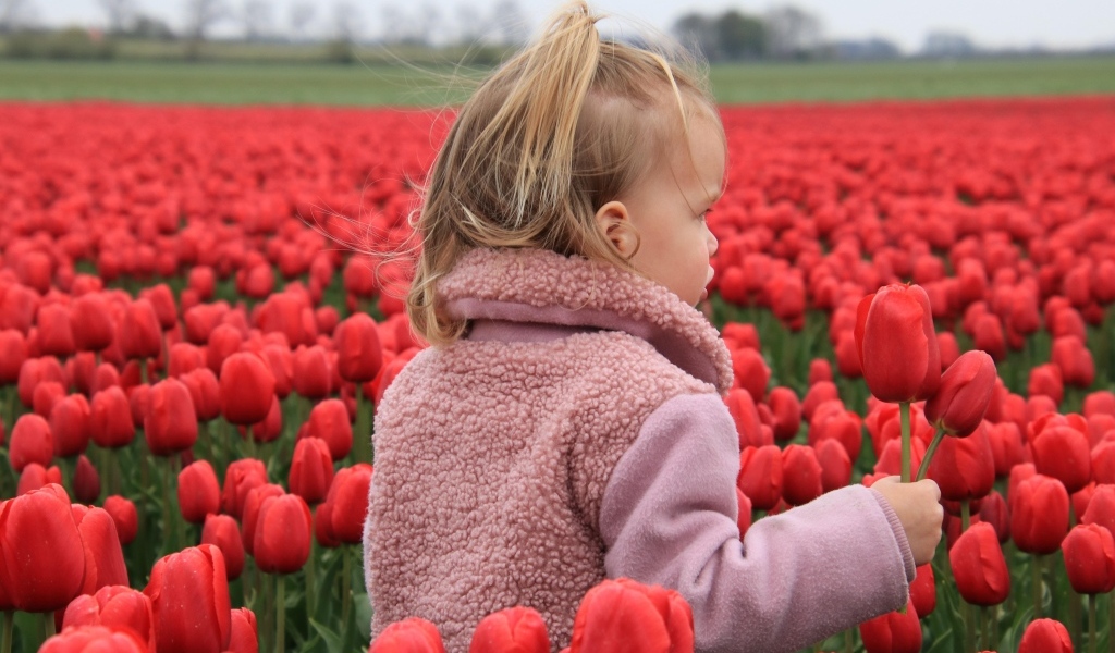 Маленькая девочка на поле с красными тюльпанами