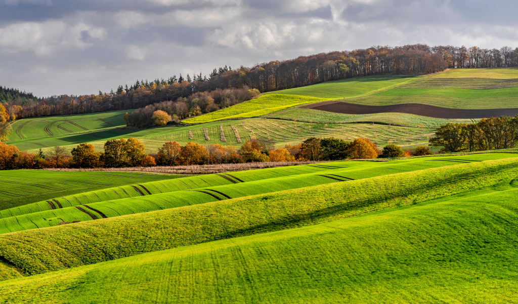 Покрытые зелеными растениями поля в Германии