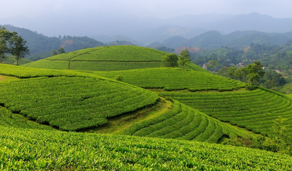 Зеленые чайные плантации, Вьетнам