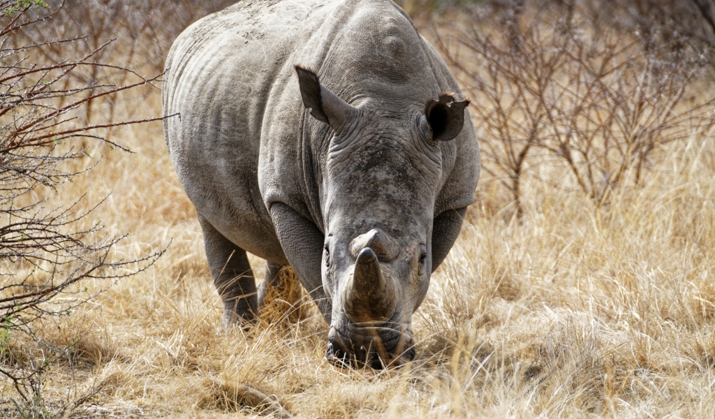 Большой носорог идет по сухой траве