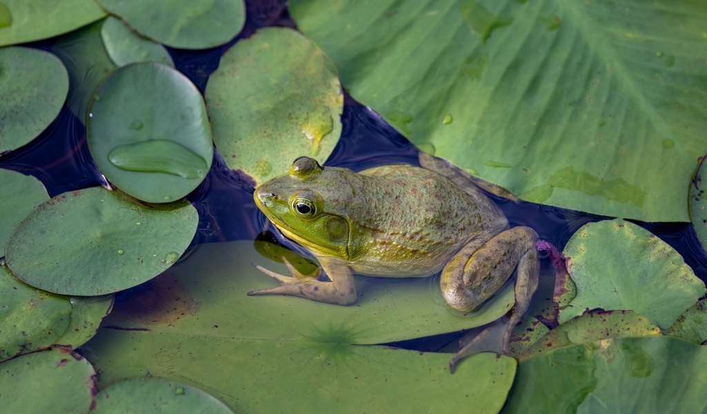Лягушка с зелеными листьями в воде