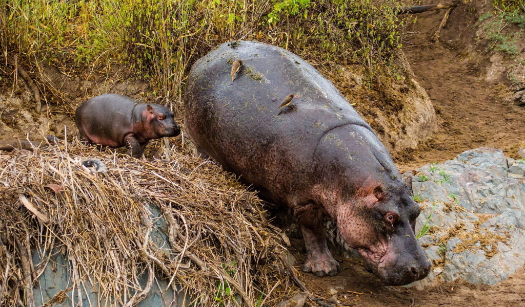 Гиппопотам с детенышем в зоопарке