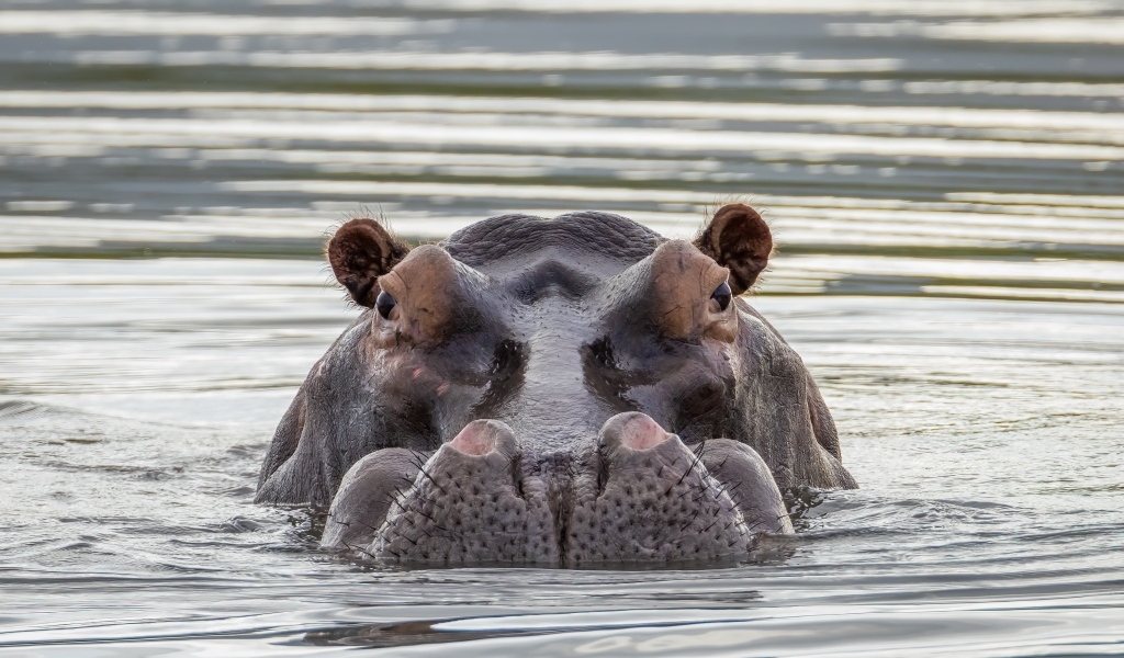 Большой бегемот прячется в воде
