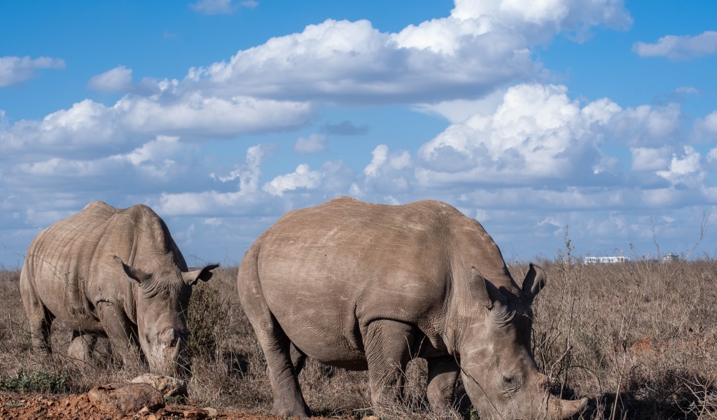 Два носорога на фоне неба с белыми облаками