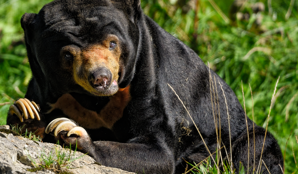 Большой черный медведь с острыми когтями