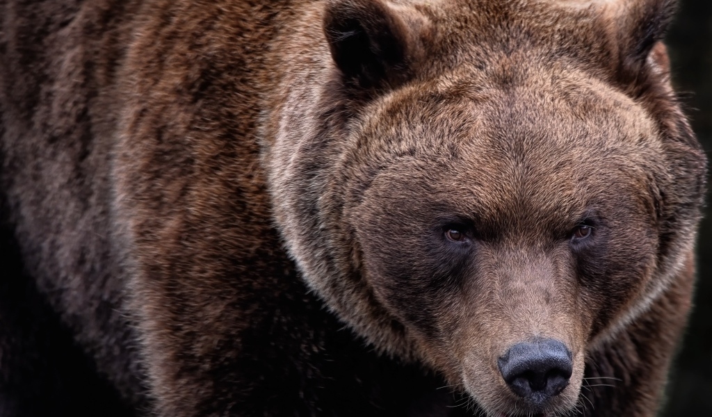 Большой бурый медведь крупным планом