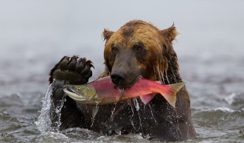 Большой бурый медведь ловит рыбу в реке