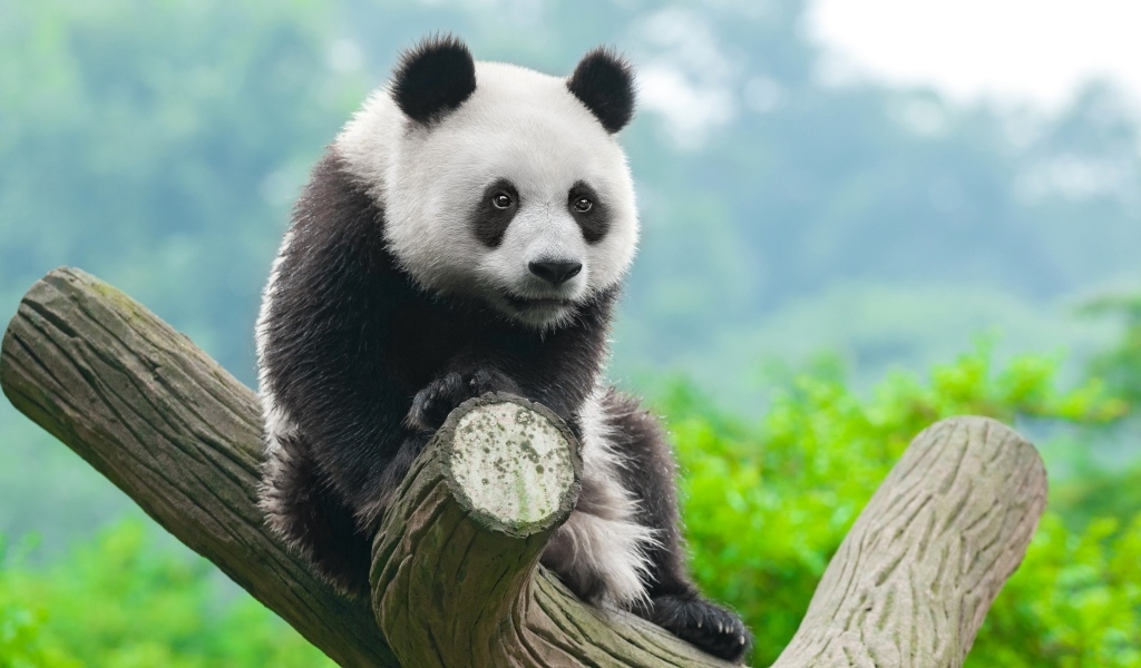 Большая панда сидит на дереве в зоопарке