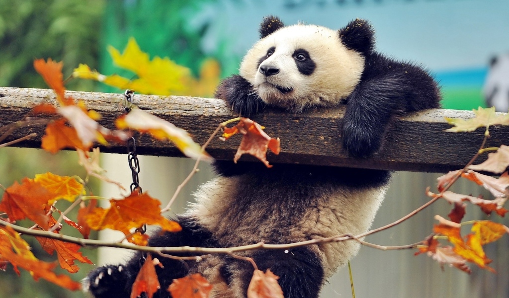 Панда висит на перекладине в зоопарке