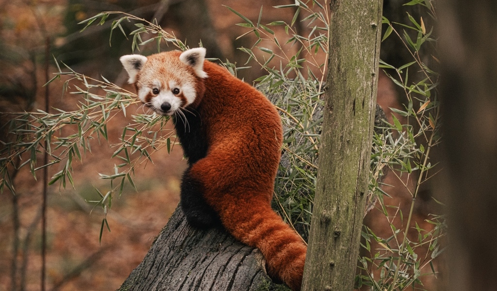 Красная панда сидит на дереве эвкалипта