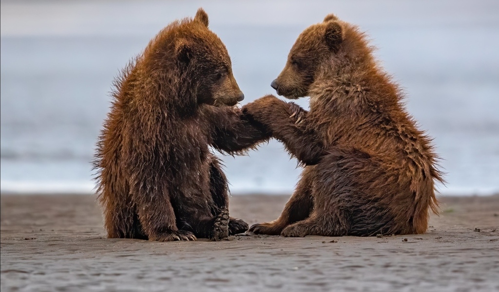 Два маленьких бурых медвежонка на мокром песке