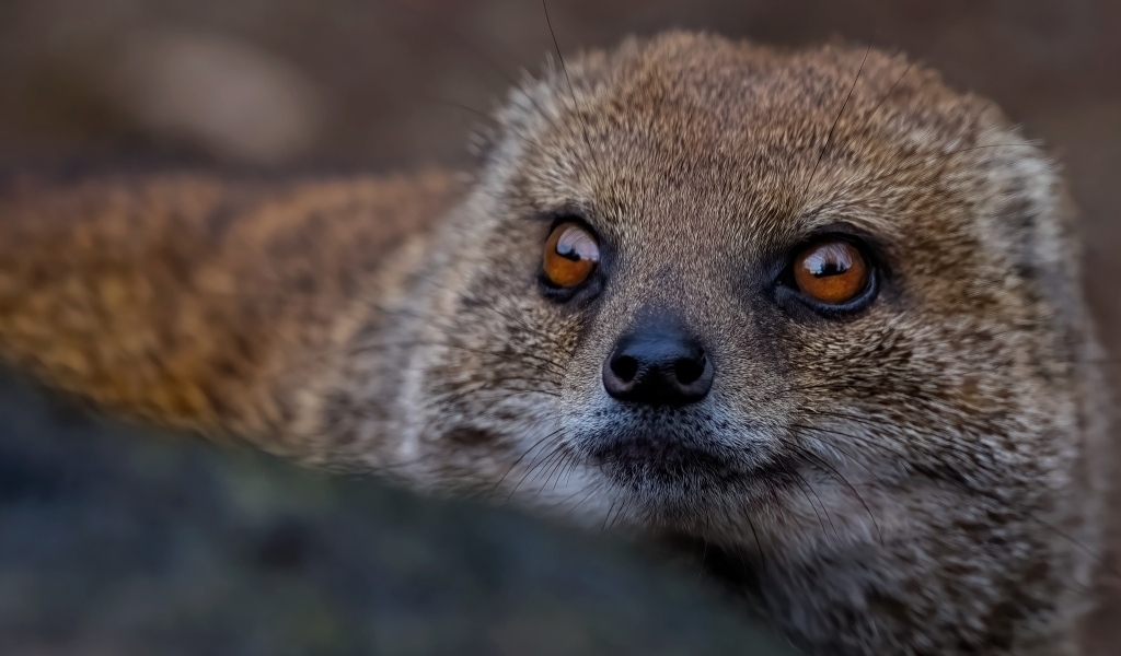 Большие карие глаза мангуста