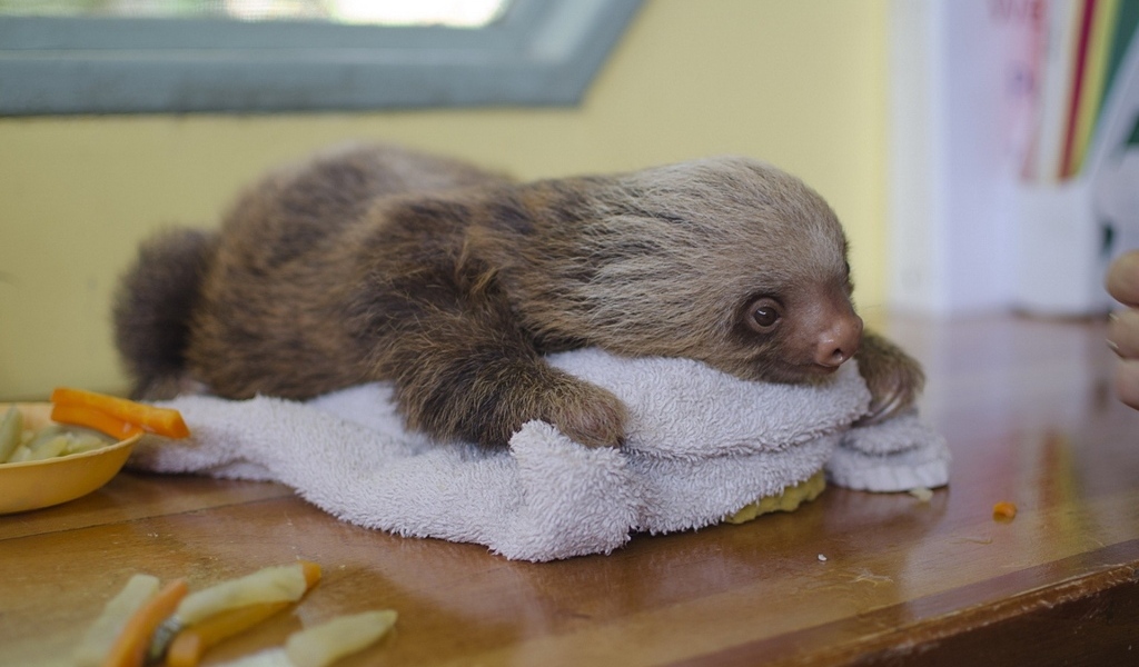 Маленький ленивец лежит на столе