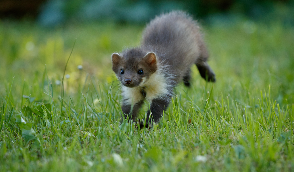 Маленькая ласка на зеленой  траве