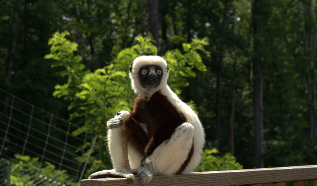 Лемур сифака в зоопарке 