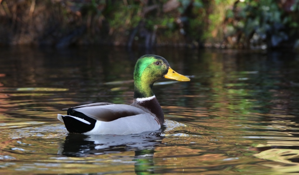 Красивый селезень плавает в воде