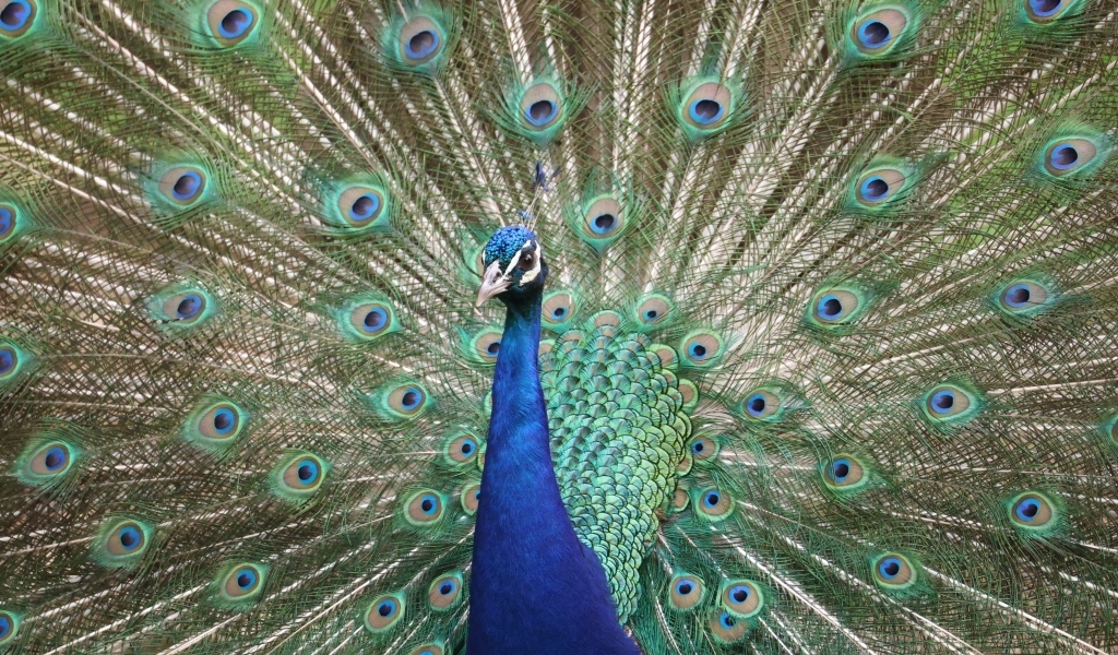 Красивый павлин раскрыл пышный хвост