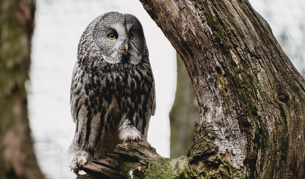 Большая сова сидит на сухом дереве