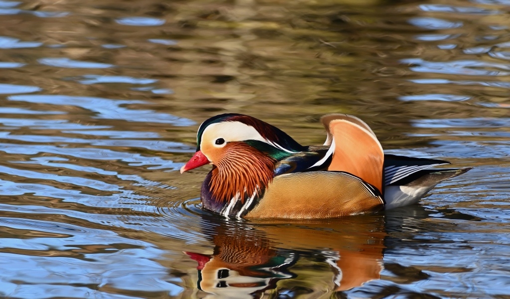 Разноцветная утка мандаринка плавает в воде