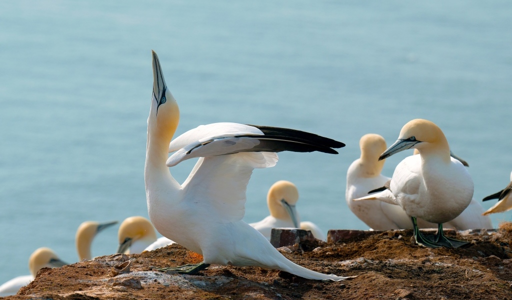 Стая чаек на скале у моря