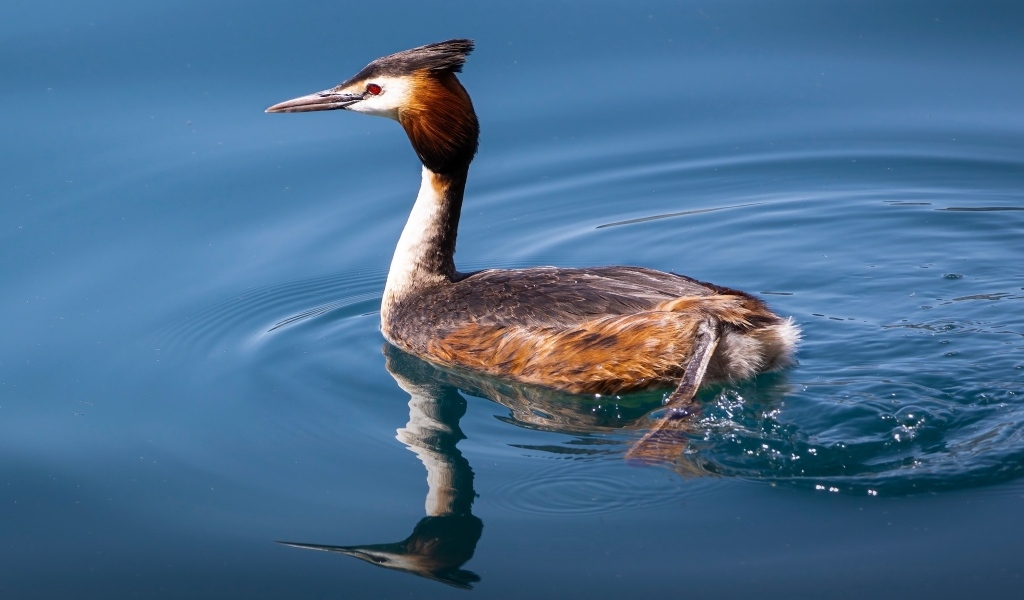 Птица поганка с острым клювом плавает в воде
